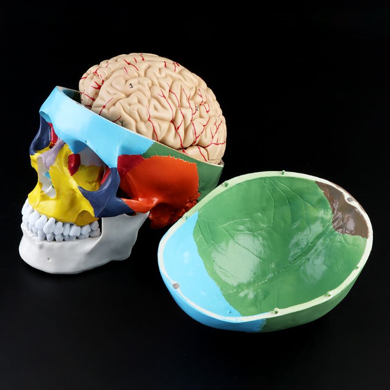 Maßstechen 1:1 Bunte Menschliches Erwachsene Kopf Modell mit Gehirn Stamm Anatomie Lehre Werkzeug Versorgung H55F