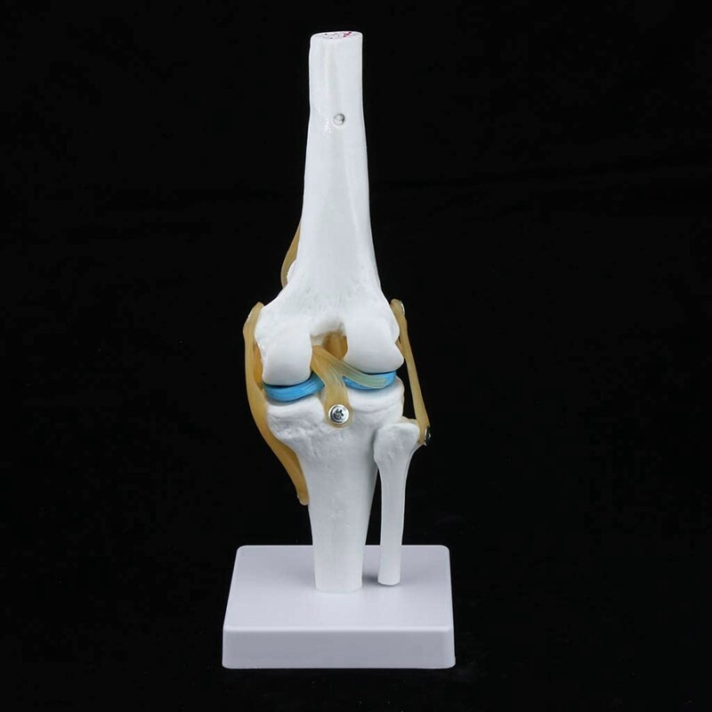 1:1 Levensgrote Knie Anatomisch Model (Menselijk Functionele Knie Ligament Model)