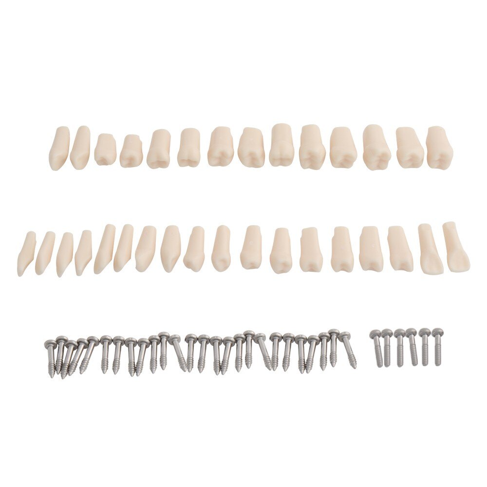 Dental Teaching Model Standard Model with 32 Screw-in Teeth Demonstration Teeth Model Fit Nissin Dental Model Hard Gums