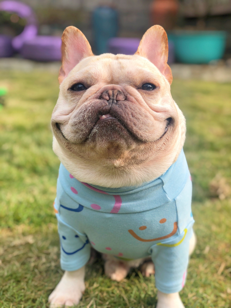 Pug Franse Bulldog Corgi Samojeed Husky Labrador Golden Retriever Bull Terrier Amerikaanse Bully Pitbull Hond Kleding Shirt Pyjama