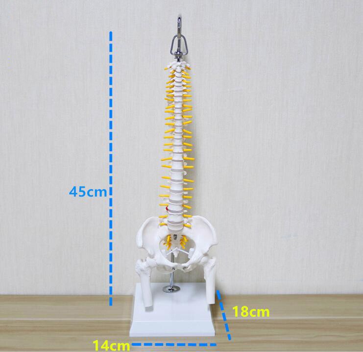 40/45cm human spine skeleton lumbar /cervical vertebrae educational model