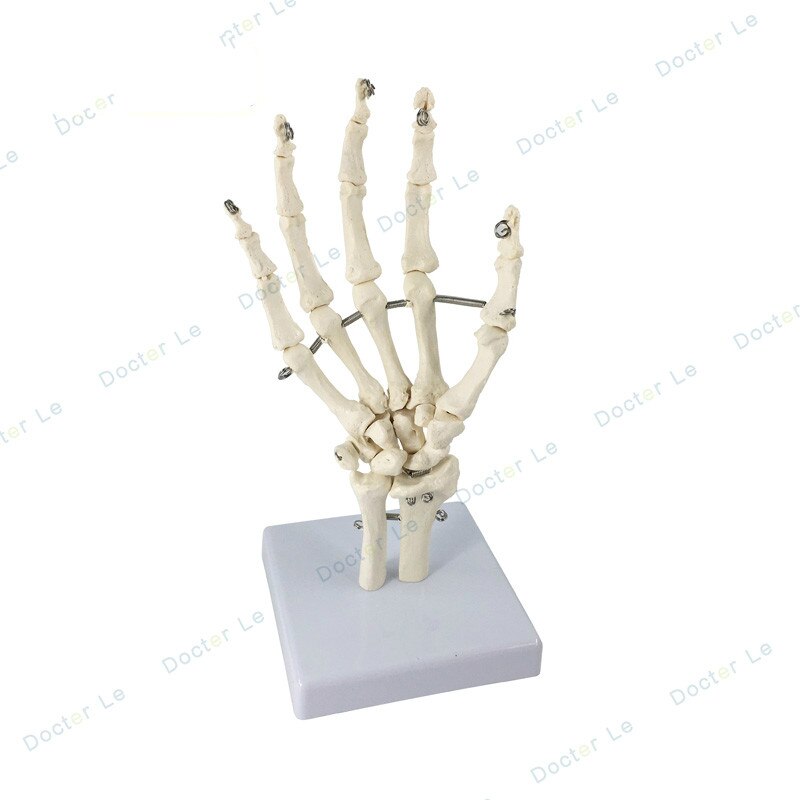 4D master hand Skeleton model for children's education 1:1 hand bone model: Light Grey