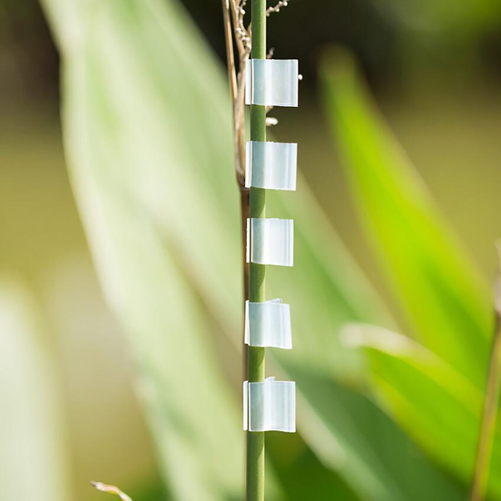 Tuin Accessoires Tuinieren Speciale Enten Klemmen Tomaat Enten Klemmen Aubergine Enten Klem Tuingereedschap Enten Plank