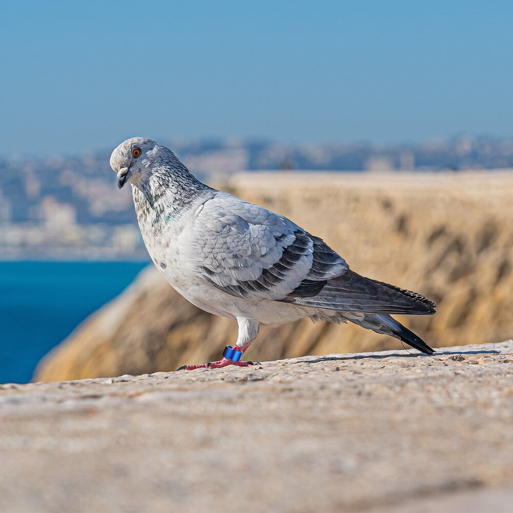 12Pcs Blank Chicken Leg Bands Bird Chicks Ducks Poultry Clip on Leg Rings