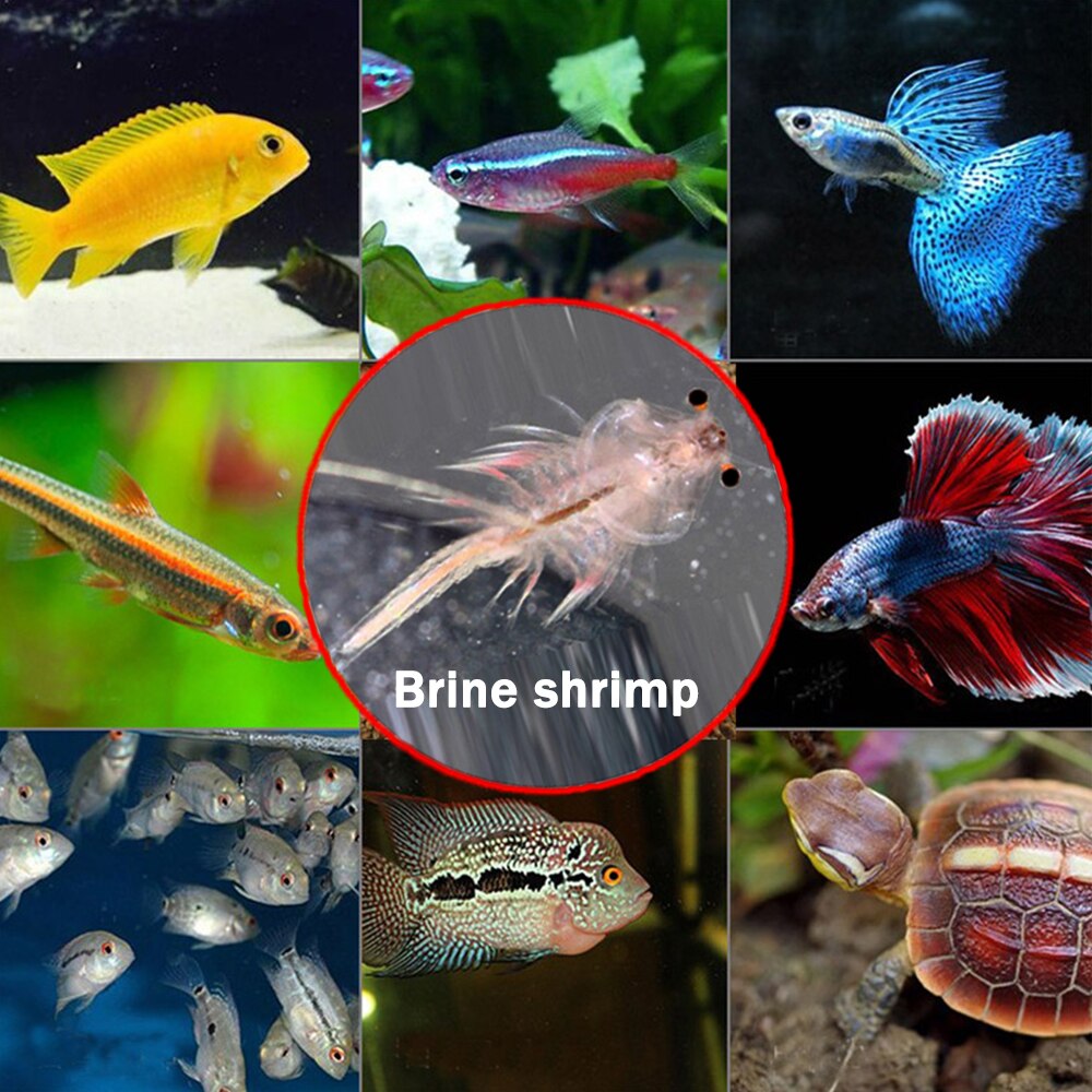 Artemia Shelling Brine Shrimp Egg Artemia Cysts 90% Hatch Rate Small Fish Feed Dried Daphnia Originating In Tibet Salt Lake