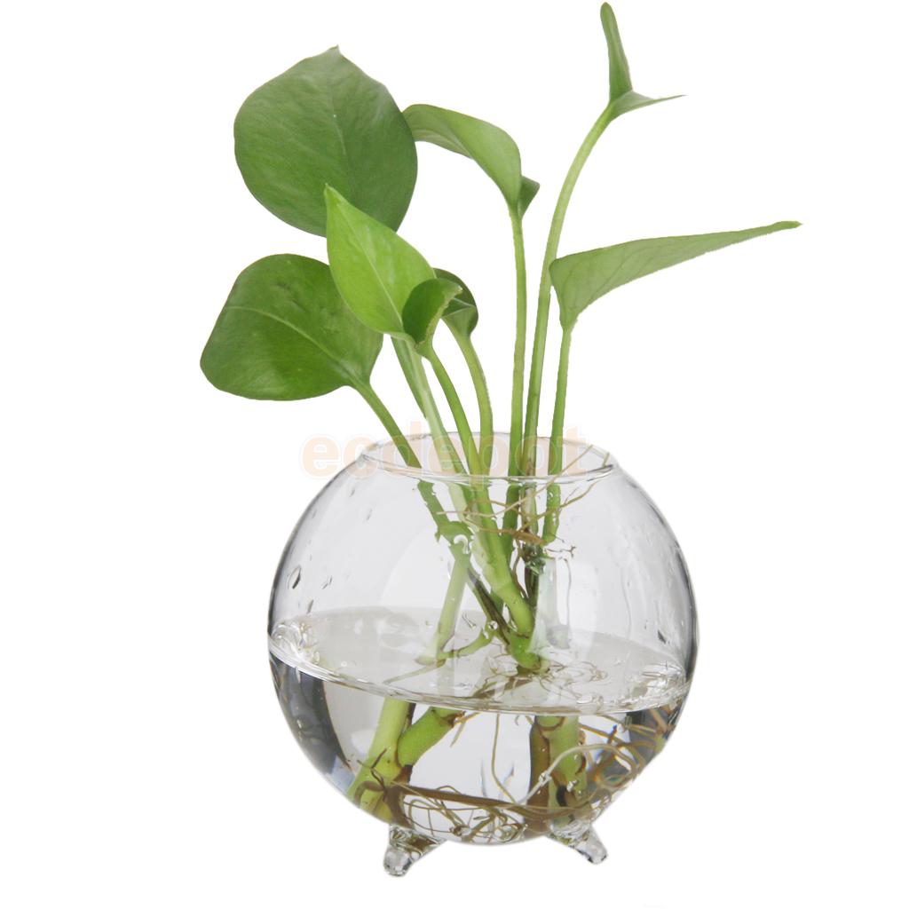 Vase Hydroponique En Verre Avec Support Bois - Terrarium Paysage - Déco Art Déco