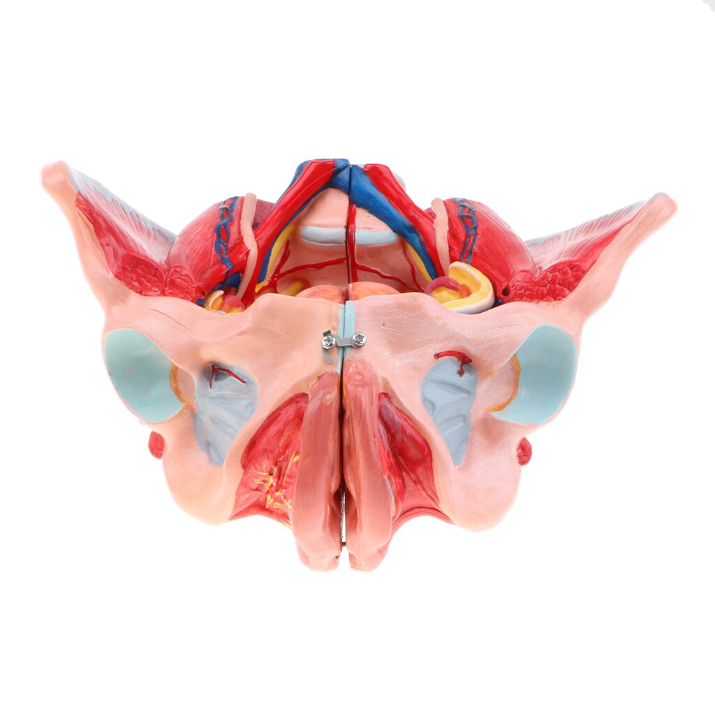 1:1 Life Size Female Pelvis Model with Vessels Ligaments Muscles Nerves & Organs Lab Supplies