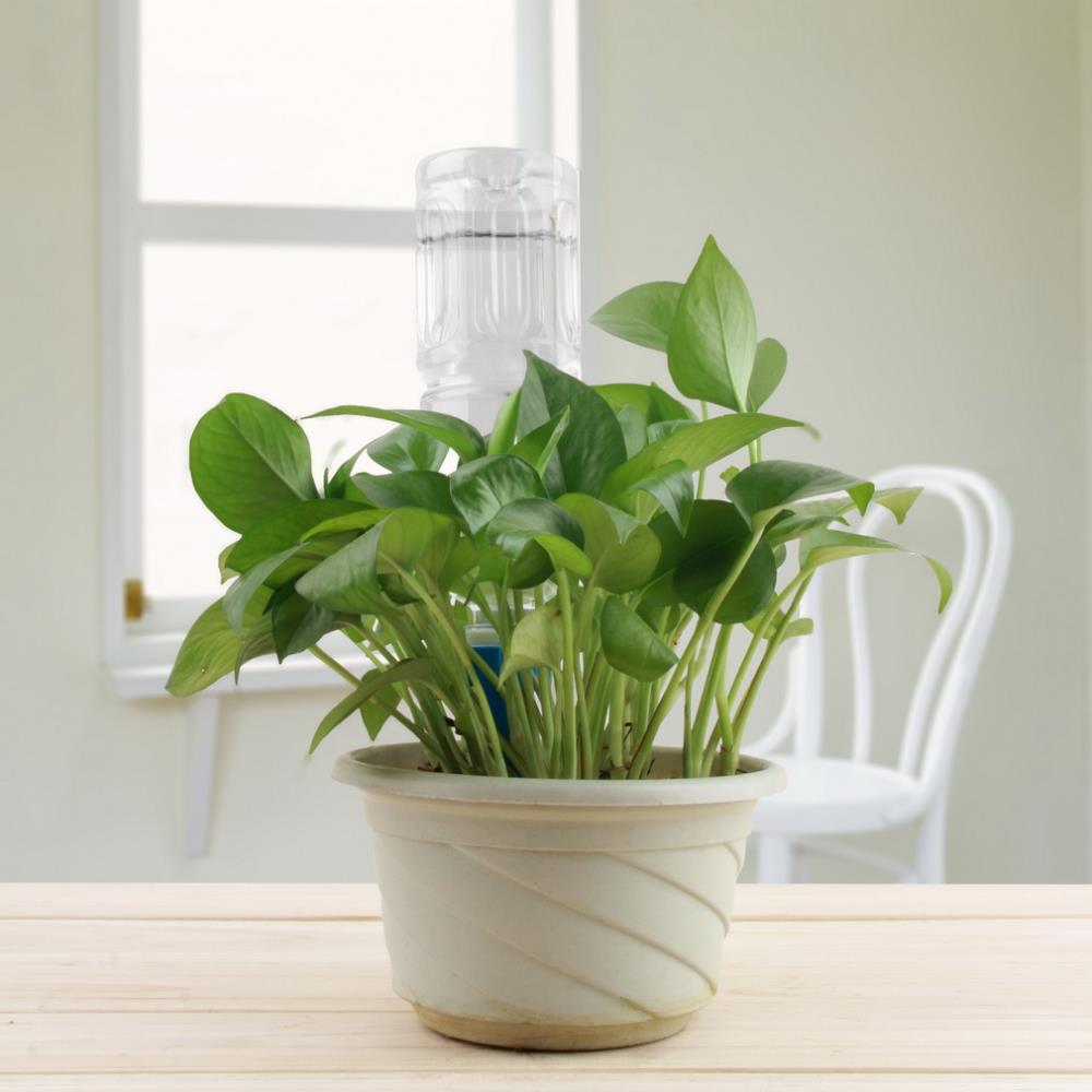 12Pcs/set Garden Cone Lazy Watering Spike Plant Flower Waterers Bottle Irrigation System Practical watering Sprinklers