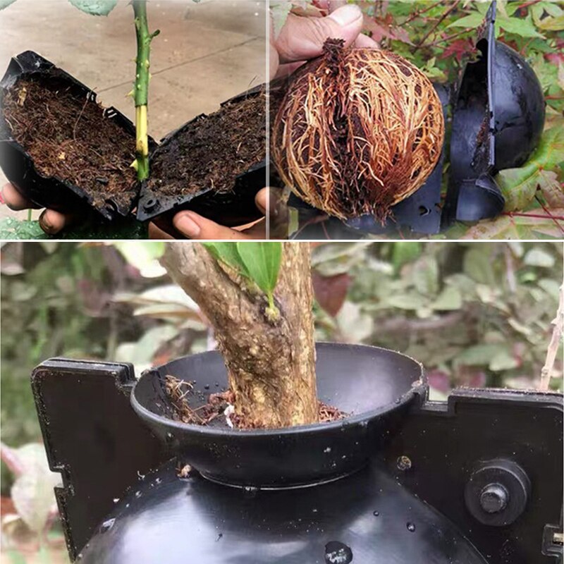 Boîte de culture pour racines de plantes, 5 pièces, boîte de culture pour racines de plantes de jardin