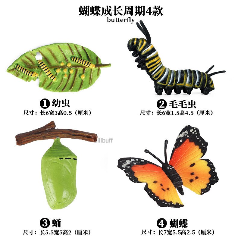 Butterfly Growth Cycle Bee Ladybug Spider Life Cycle Models Simulation Animal Model Action Figures Teaching Material For Kid: Animal Toys 17