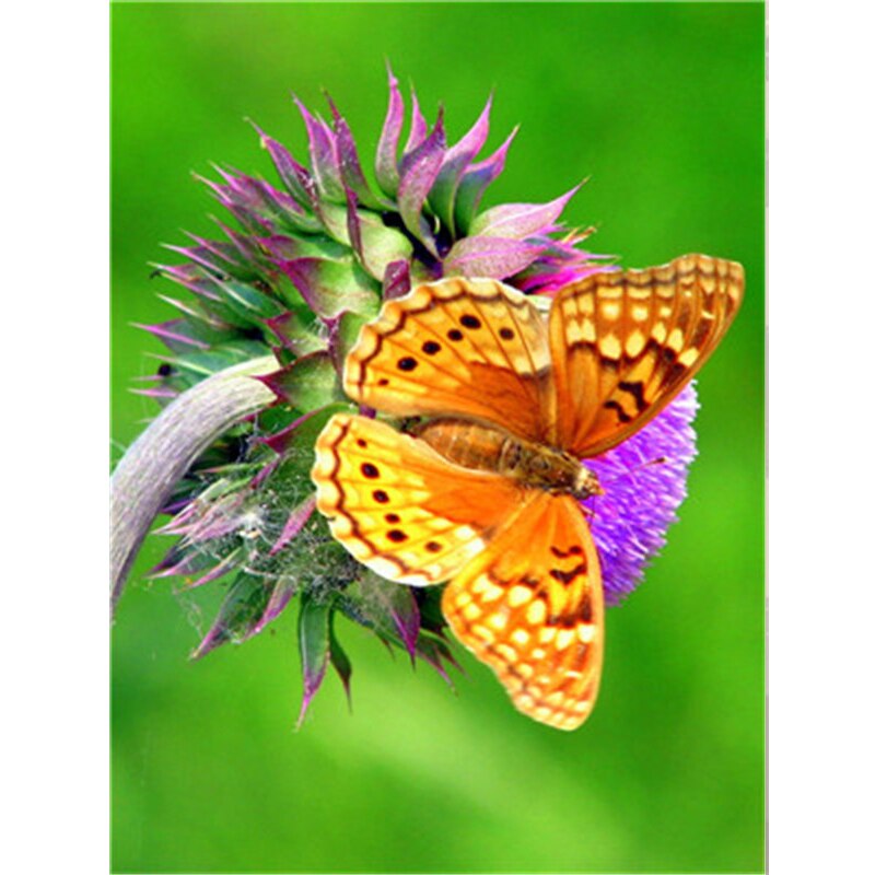 Home Decor butterfly animal painting diy oil painting by numbers kit diy canvas painting unique for adults and children: 50x40cm No Frame