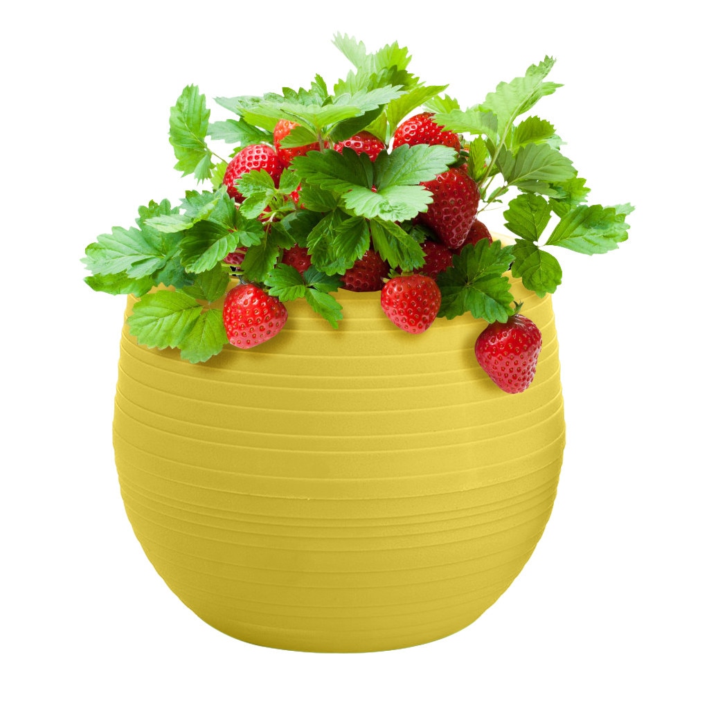 5 Colors Mini 10*10cm Colorful Plastic Flower Pot Succulent Plant Flowerpot For Succulent Plants Home Office Decoration