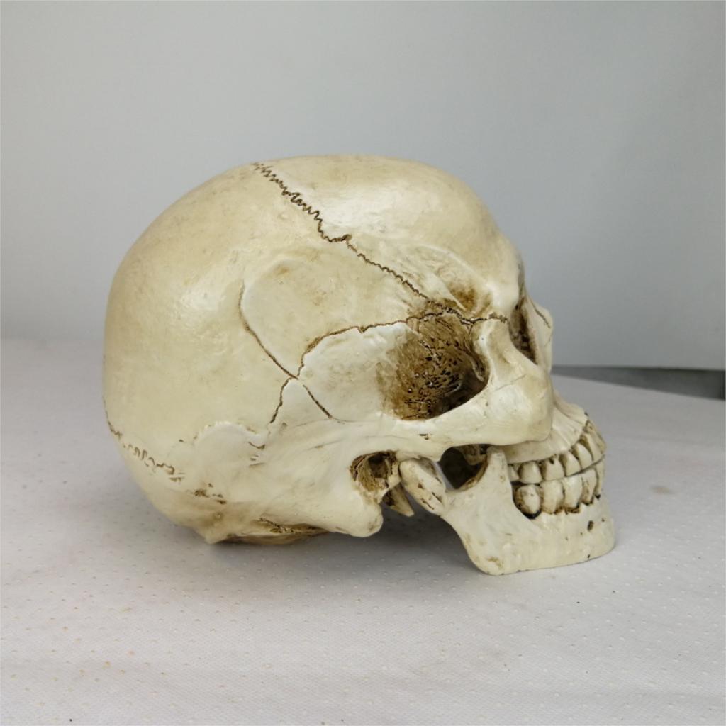 Réplica de cabeza humana de resina, modelo médico Lifesize, Decoración de casa de Halloween, arte decorativo, Cráneo 22x15x17CM