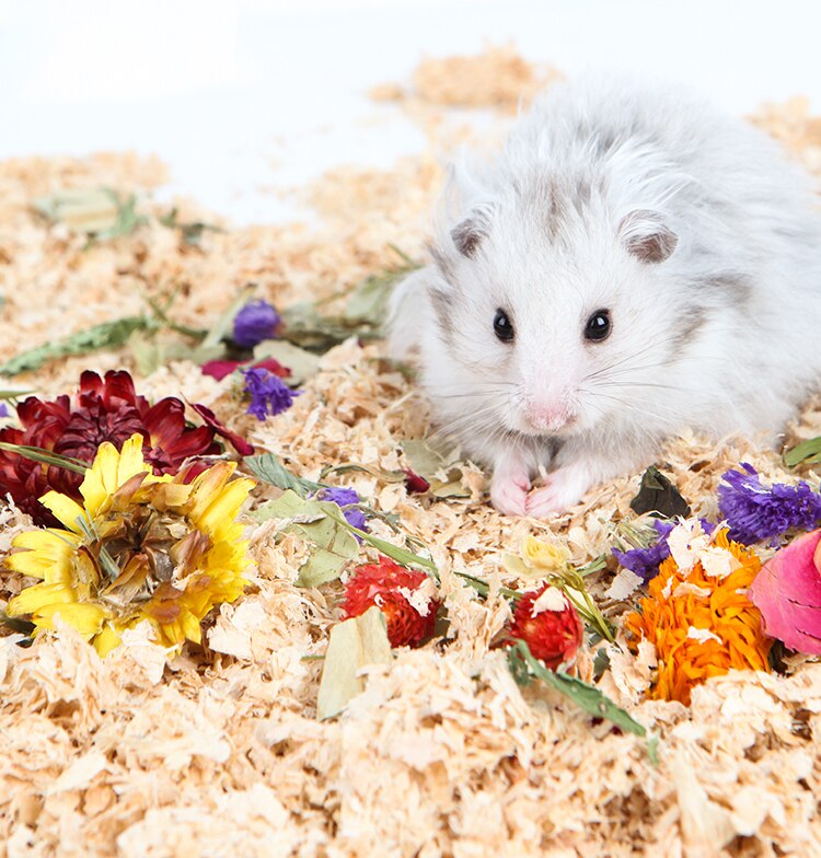 Hamster Sawdust Bedding Deodorizing and Deodorizing Sawdust Rabbit Golden Silk Bear Dust-free Paper Cotton
