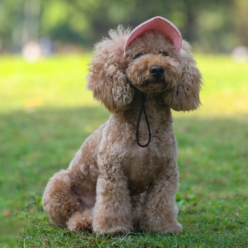 Chapeaux pour chien chat animal de compagnie | Bonnet de soleil d'extérieur pour chat chien, d'anniversaire chiot chat, Mini casquette solide, casquette de Baseball, accessoires Costume