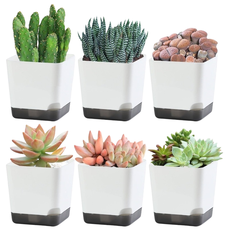 5 stk. plantepotter, selvvannende blomsterpotter innendørs utendørs, selvvannende plantekasser med dreneringshull og gjennomsiktig tallerkenbeholder