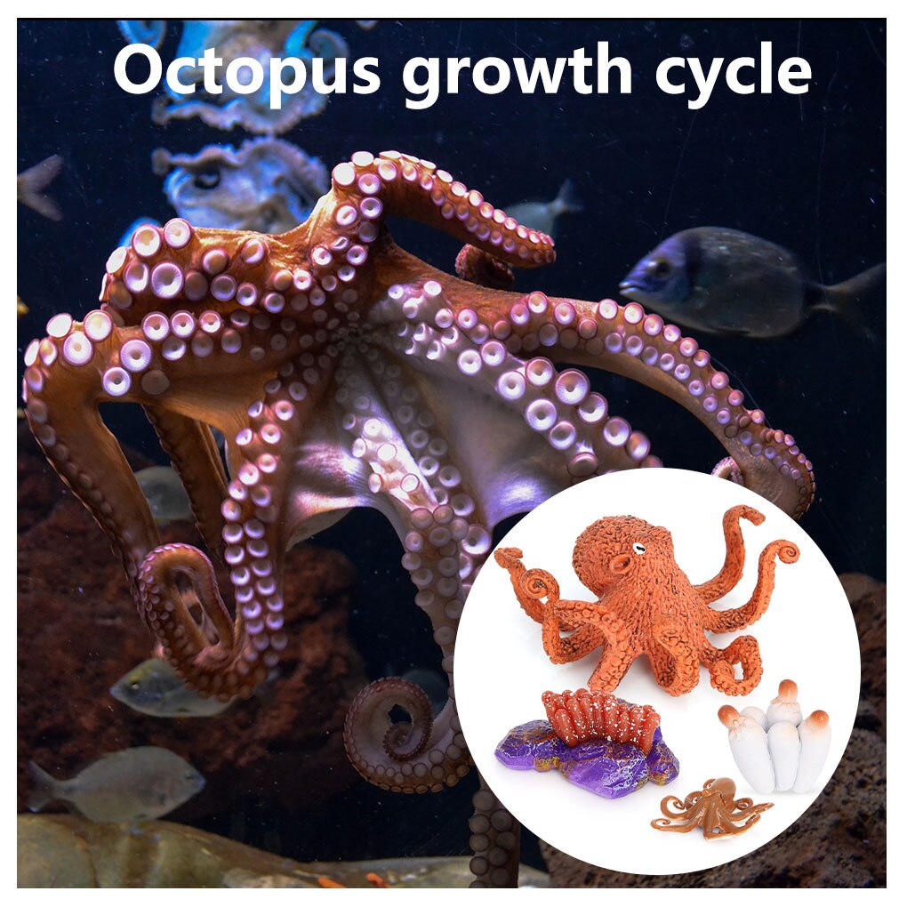 1 Set Life Cycle Kit Simulated Growing Model Early Educational Lovely Displaying Prop for Children Baby