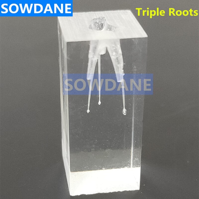 1:1 résine endodontique dentaire étudiant étude pratique modèle d'opération Transparent sans fichiers: 1 piece triple roots