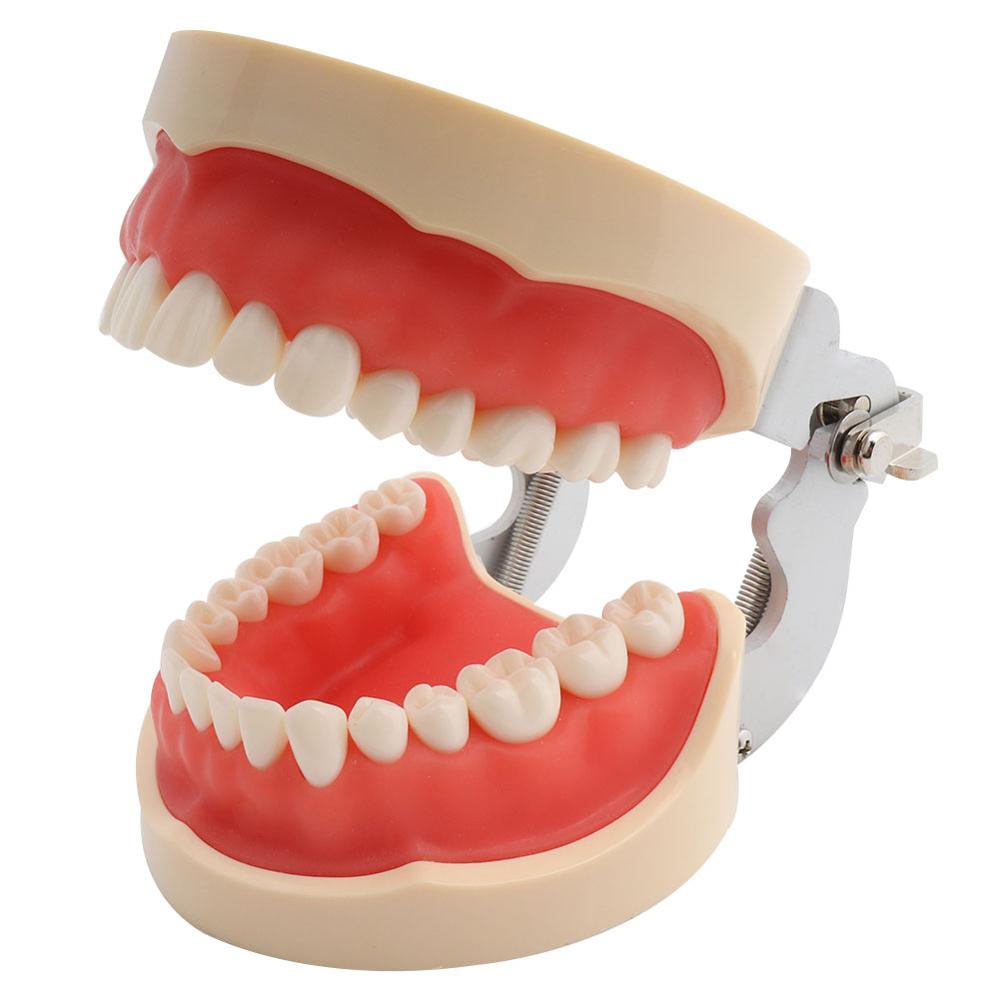 Dental Teaching Model Teeth Model Standard Model with 32 Screw-in Teeths Demonstration Soft Gum