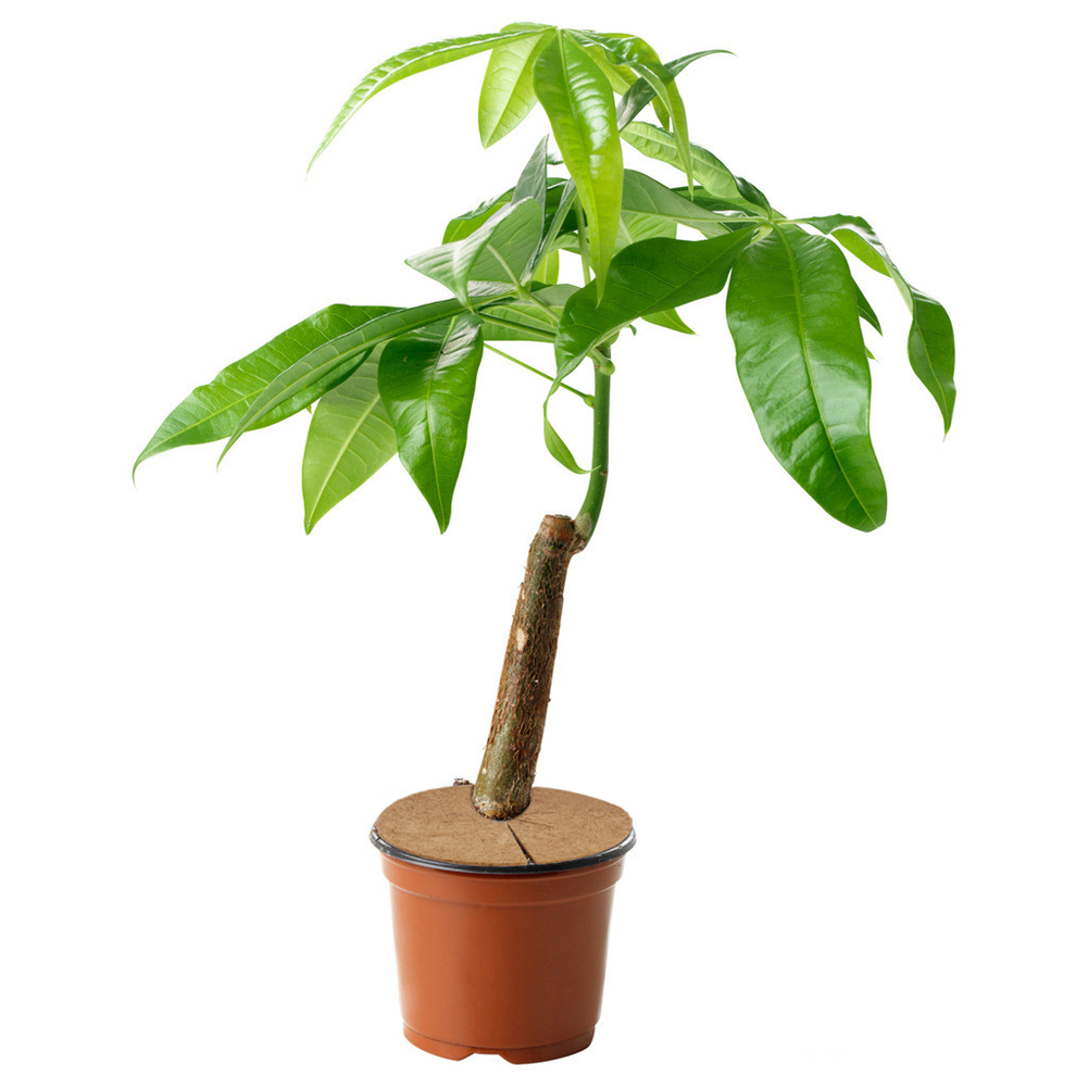 Alfombrilla de fibra de coco para jardín de 20cm maceta para flores creativa maceta cojín mantillo anillo protector de árbol alfombrilla para Control de malezas de árboles