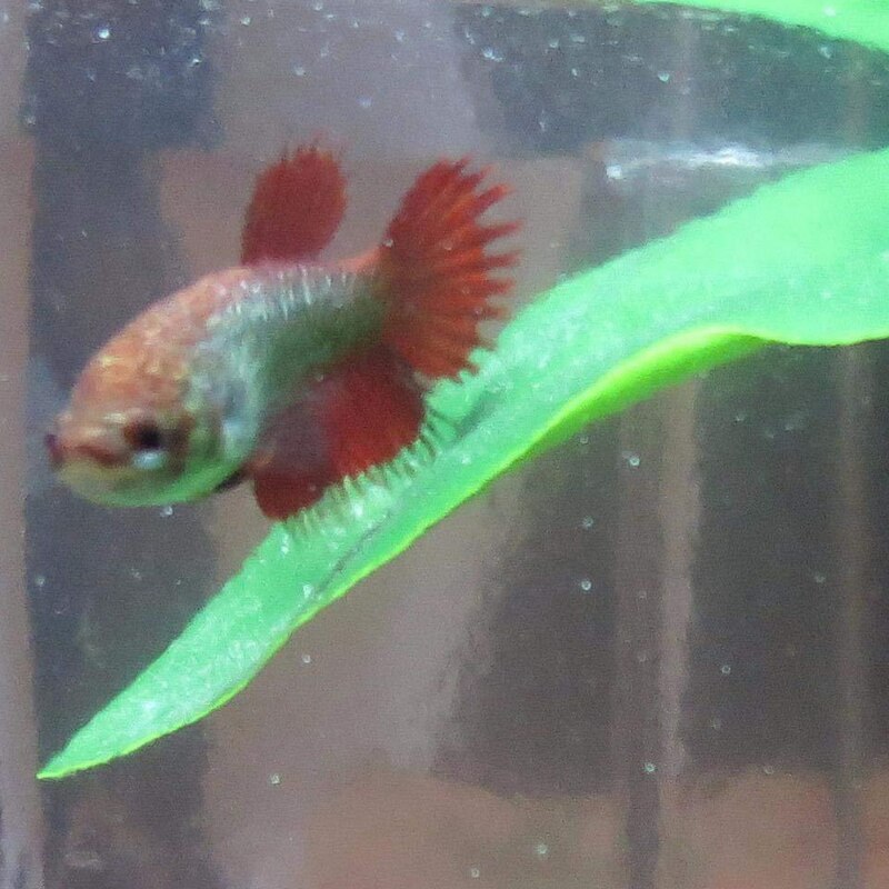 Betta Leaf Aquarium Supplies Fish Tank Pet Decoration Landscaping Simulation Leaf Betta Spawning Resting Leaf