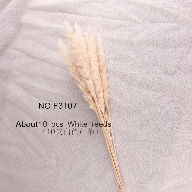 Suszone naturalne kwiaty Setaria trzciny kwiat wesele ozdobne statki księga gości dekoracje dla domu Diy bukiet pszenicy rekwizyty fotograficzne: F3107