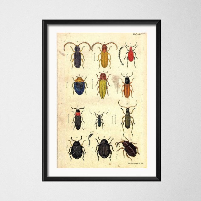 Vintage style toile peinture affiche insecte spécimen peinture de décoration Kraft papier affiche pas de cadre: Or / 21x30cm No Frame
