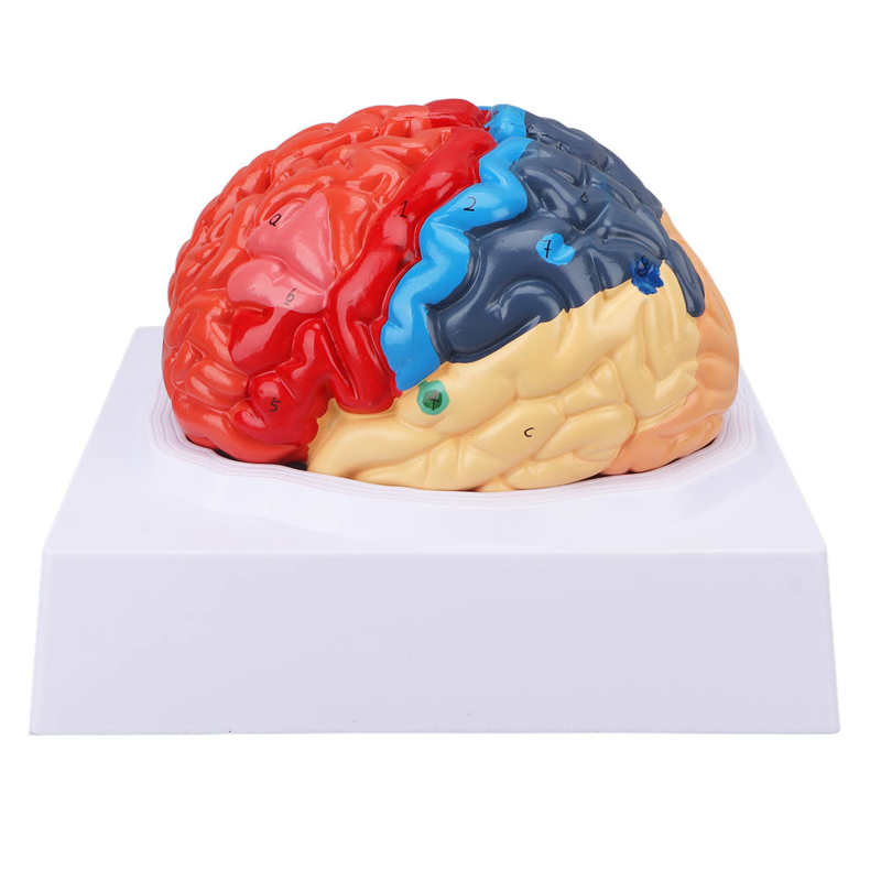 Anatomische Hersenen Gemonteerd Model Kleur Gepartitioneerd Human Brain Anatomisch Model Voor Onderwijs Gebruik