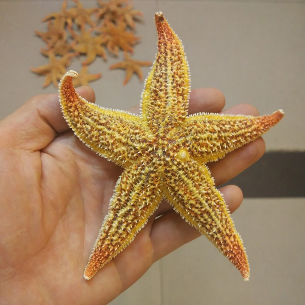 Estrella de mar seca, estrella de mar, artesanía de playa, de boda, decoración del hogar, , estrella de mar estrela do mar, pez estrella de mar, 2 uds.