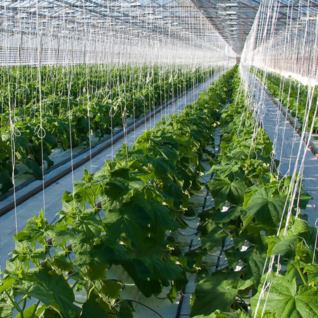 Juego de 2 ganchos para tomate, Clips para vegetales, para plantar cerezas de pepino, fruta, cuerda de 15m