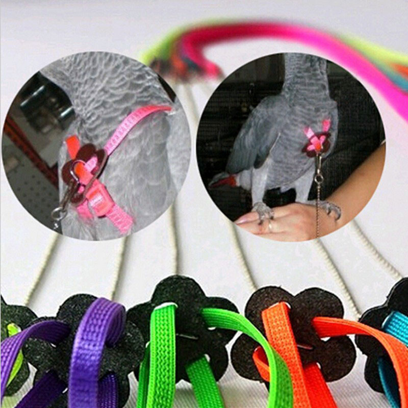 Säädettävä papukaija talutusnuora lemmikki lisko linnut valjaat talutushihna ulkona harjoitusköysi vyö kävelylyijy lintuhihna - väri satunnainen