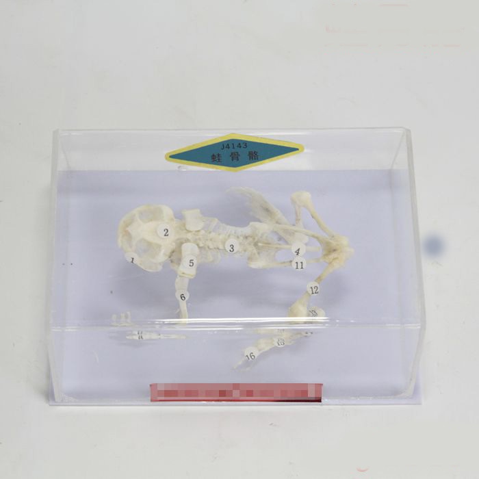 Kikker skeletal exemplaren slang skelet model educatief apparatuur onderwijs model