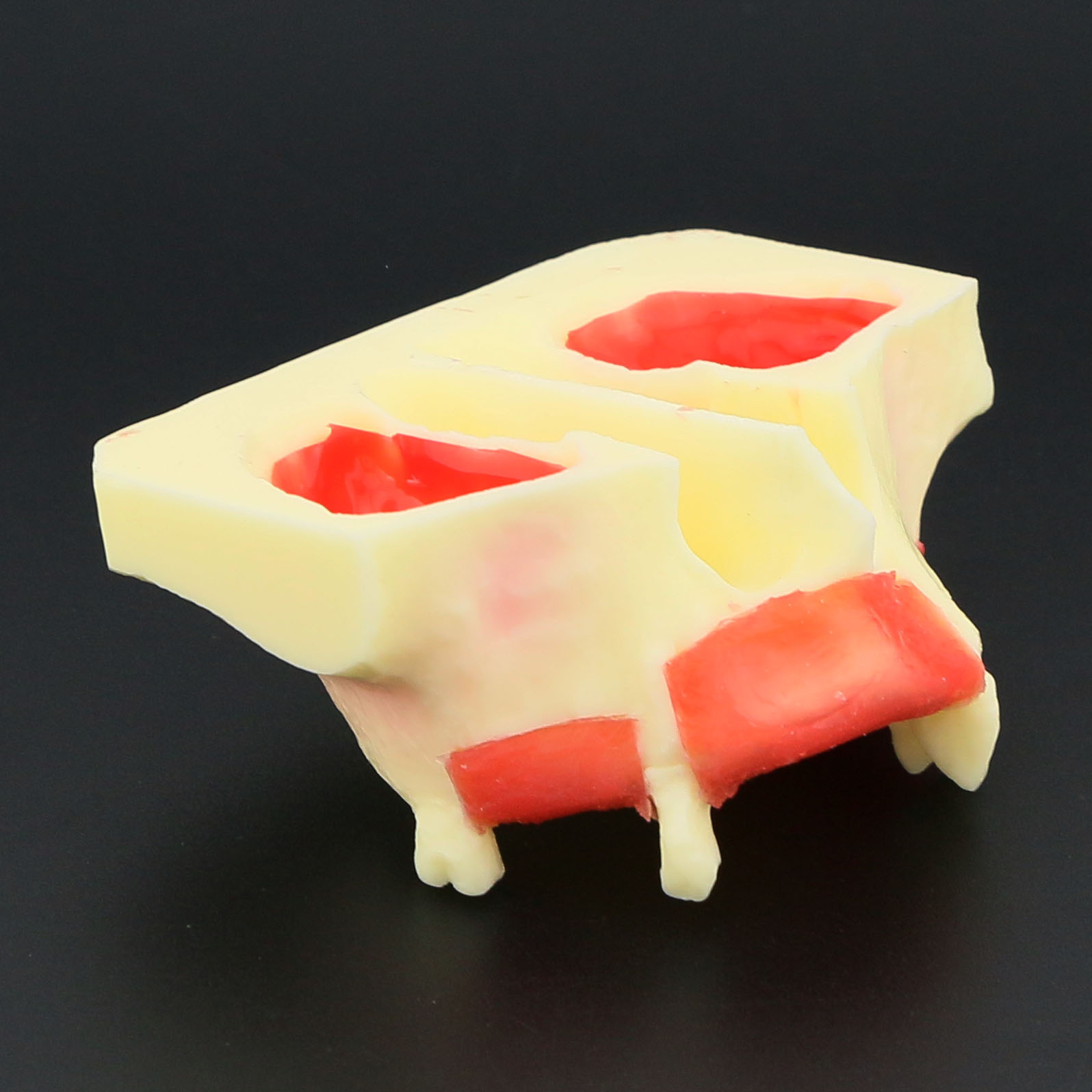 Dental Implant Teeth Model M2012 Typodont Maxillary Sinus Lift Practice Model Resin Tooth Demo For Teaching Study