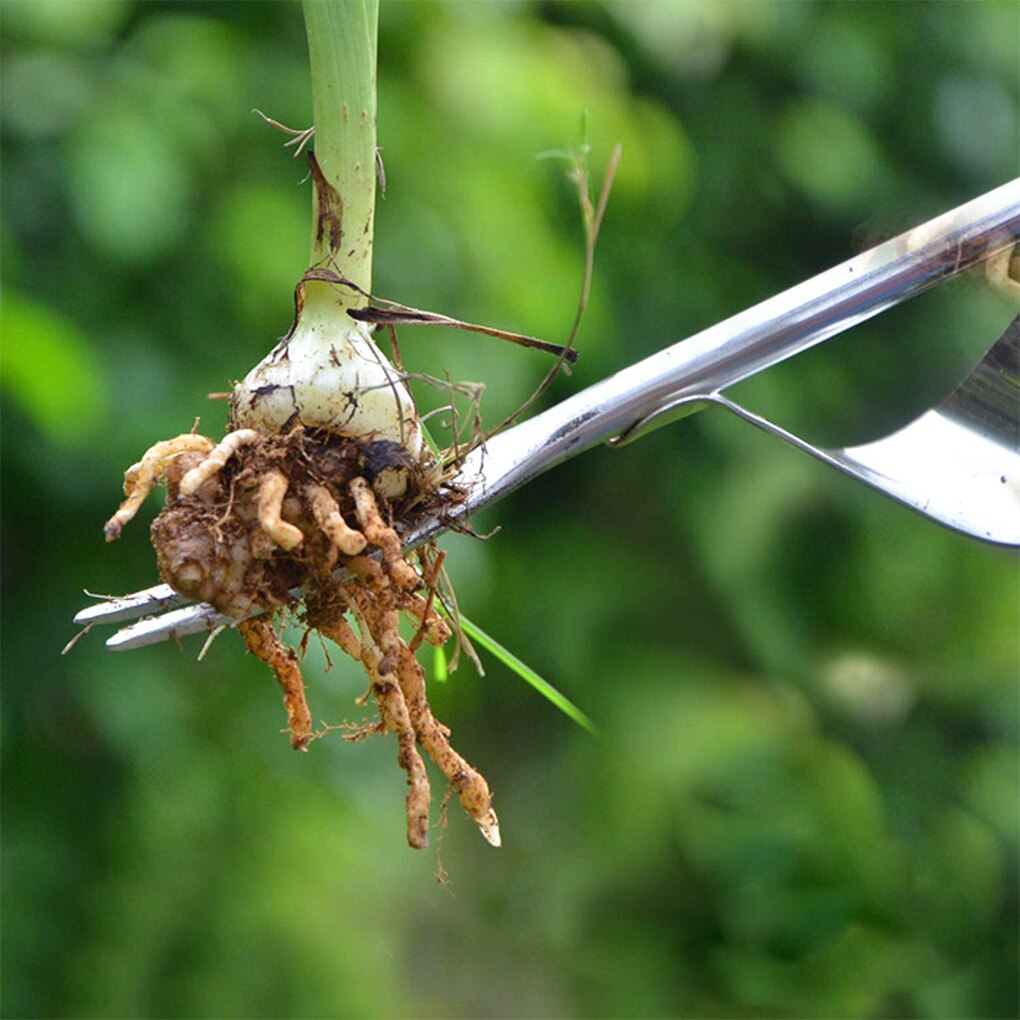 Weeder-escardador de jardín Manual de madera de acero inoxidable, herramienta con asa de madera