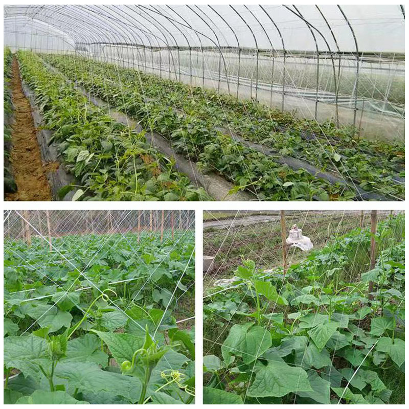 Siatka kratowa robić uprawiania roślin rolniczych Wytrzymała poliestrowa siatka wspierająca rośliny Winorośl Narzędzia robić wspinaczki Sadzenie Fasola i melony Wielofunkcyjne zastosowanie