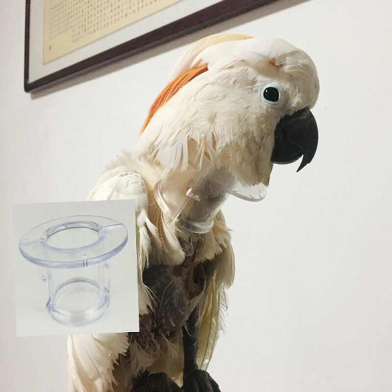 Dele pinion jorden Fugl akrylrør krave til svær papegøje fjer plukker nakkebånd begrænser  nakkebevægelse for ara kakadue afrikansk grå – Grandado