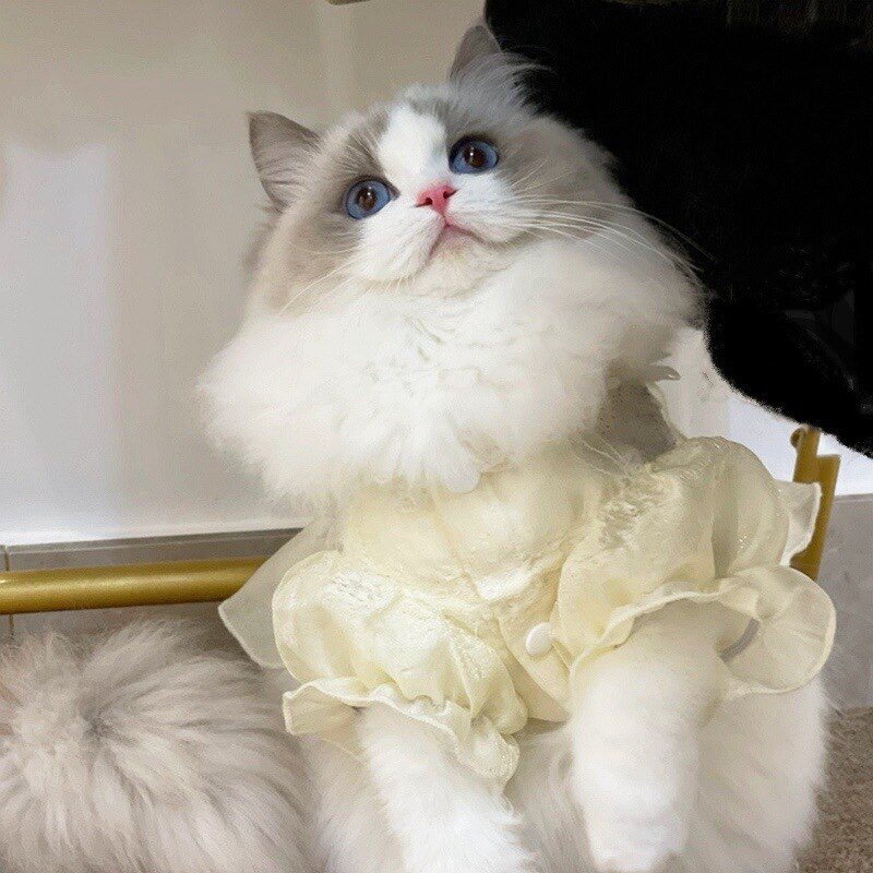 Verano dulce gato ropa de manga Puff de la hermosa princesa vestido de traje para gatos gatito lindo falda accesorios para mascotas