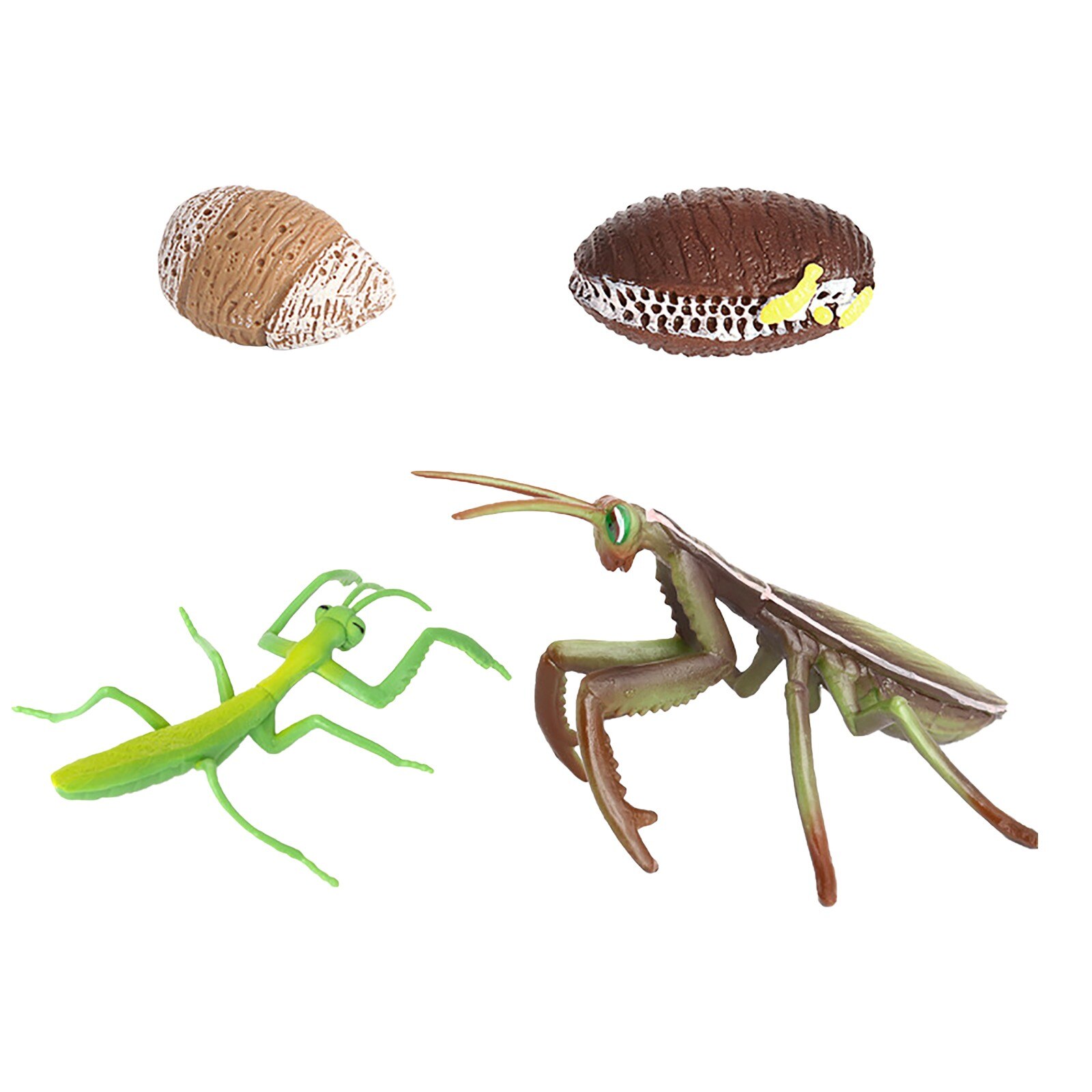 Animals Growth Cycle Life Cycle Model Set Frog Ant Mosquito Sea Turtle Simulation Model Action Figures Teaching Material: H