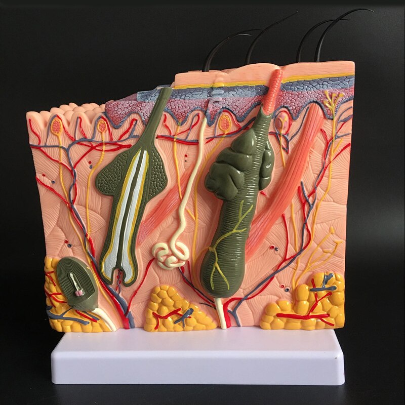 Estructura de la piel y el cabello humano, agrandar el modelo, estructura de la capa de la piel, modelo, anatomía de la estructura de la piel, Ayuda de entrenamiento cosmético