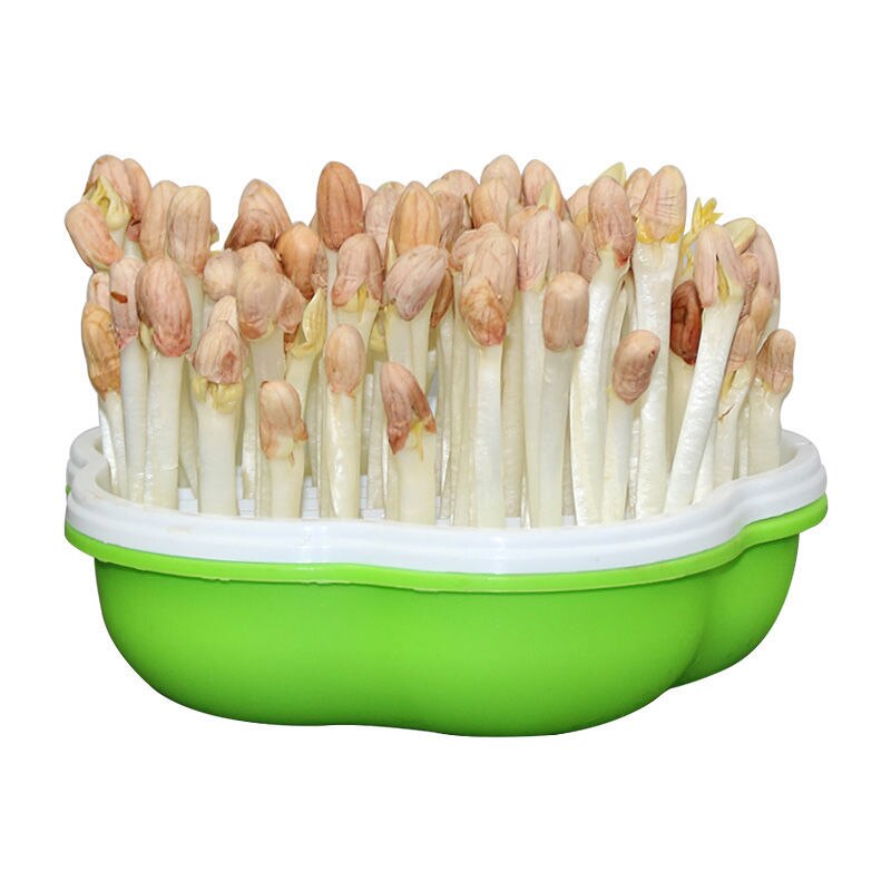 2pz Scatola di Arachidi Germogli di Soia Germogli di Soia Germogli di Soia Piatto di Acqua Coltivazione Piantina Piatto Adatto per il Giardino, Casa, Ufficio