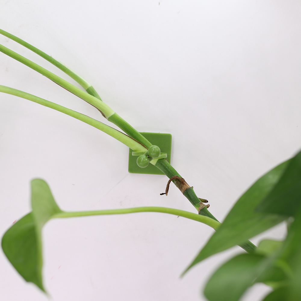 Self-Adhesive Hook for Climbing Plants Fixing to Wall Fixture Clips Supporting Wire Fastener Indoor Garden Home Vines Traction