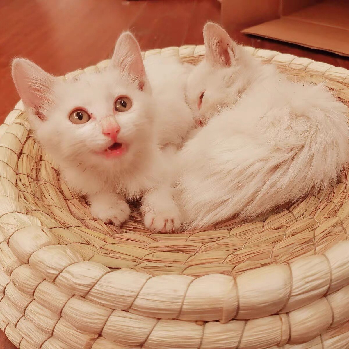 Handmade Cat Bed Biodegradable Pet Straw Braided Bed Puppy Kennel Cat Nest Kitten Scratching Sleeping Mat Pets House