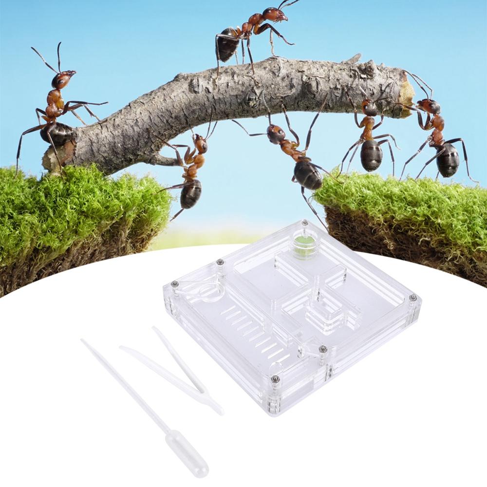 Acrylic Transparent Ant Breeding House Nest Formicarium Display Box Ornamental Reptiles Living Box Breeding Box Ants Farm House