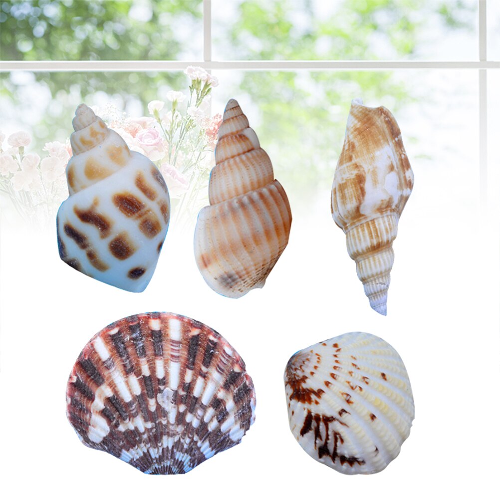50 pcs Mixed Shells Decor Beautiful Mixed Decor Shell Home Mixed Shell Diy Crafts Shell Mixed Shell for Office