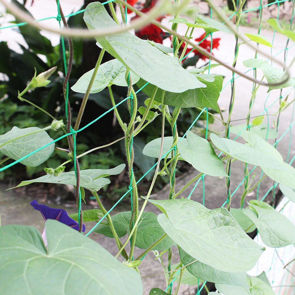 1 unidad planta vegetal vid valla flor vid trepadora malla soporte de plantas Marco de crecimiento de plantas enrejado cerca de jardín