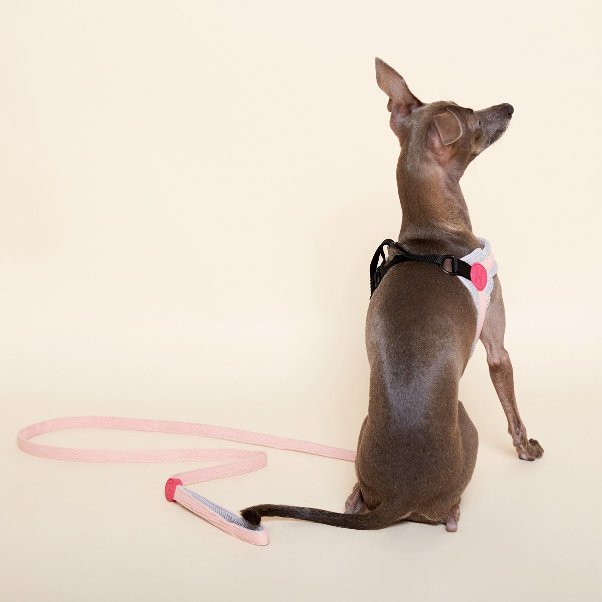 Lightweight Small-large Dog Harness Dog Leads Greyhound Doberman Golden Retriever Dog Leash Vest-style Harness Dog Accessories