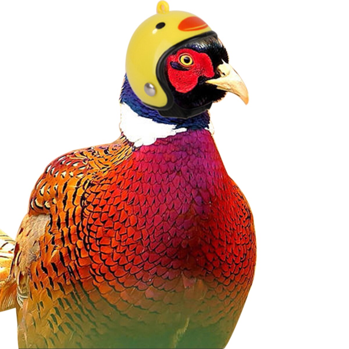 Huhn Helme Nette Kleine Pet Papagei Helme Vögel Ente Wachtel Hut Headwear Kopfbedeckungen für Küken Liefert Lovebirds Ducks 1Pc