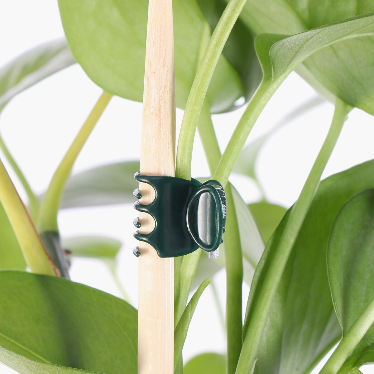 Pinzas de plástico para plantas y orquídeas, pinzas para plantar orquídeas, abrazadera de soporte para flores, tallos de soporte para vid, herramienta para cultivar jardines