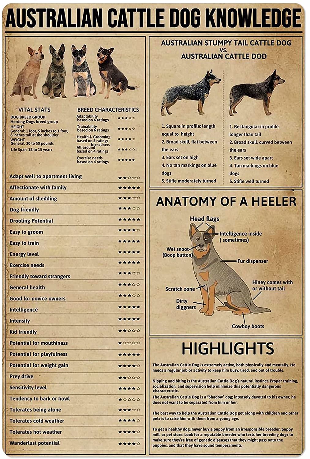 Dog Anatomy Metal Tin Sign Australian Cattle Dog Knowledge Poster Farm School Education Club Garage Wall Decor Plaque 8x12 Inch: Australian Cattle / 12x16inch