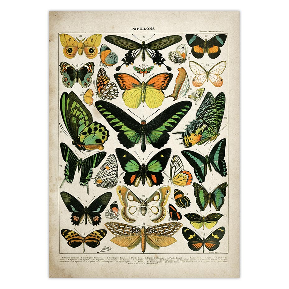 Buttferflies Vintage Poster Bees Insects Birds Plumes Feathers Eggs Wall Art Posters and Prints Adolphe Millot Kraft paper: Green / 21x30cm No Frame